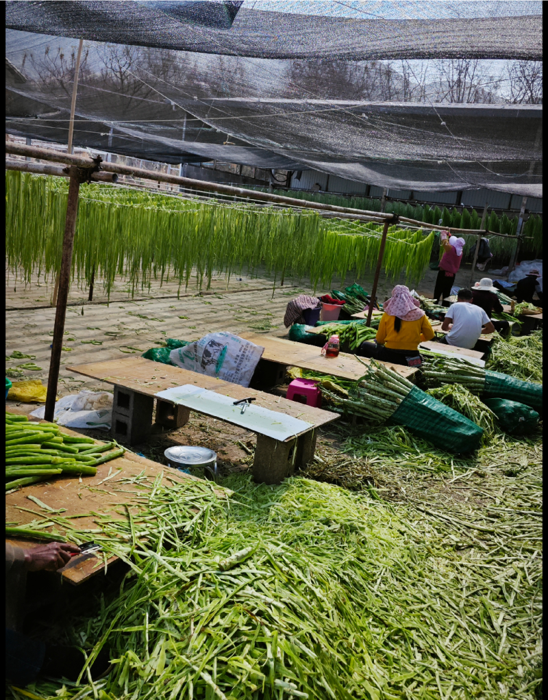贡菜批发源产地批发笋干批发云南贡菜批发