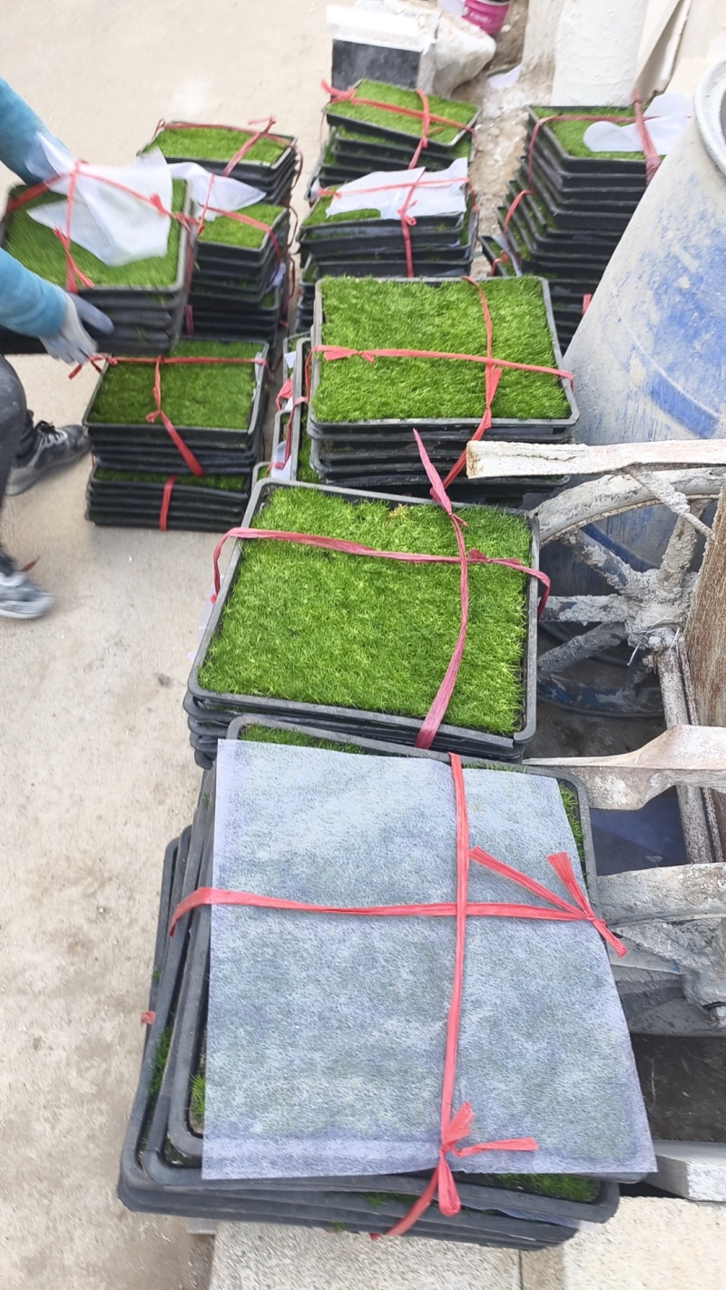 爱尔兰珍珠草方盘爱尔兰珍珠草双色杯