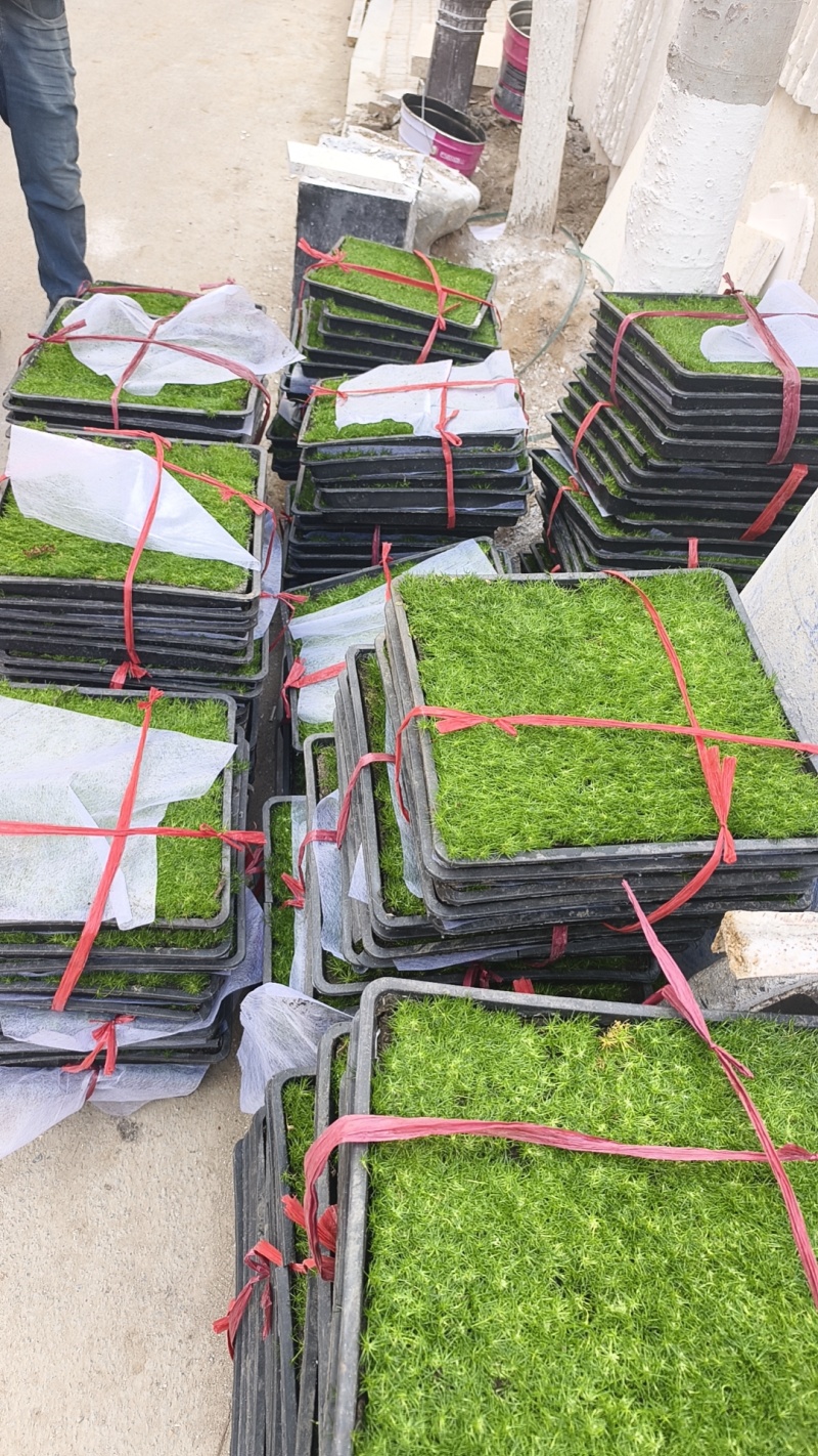 爱尔兰珍珠草方盘爱尔兰珍珠草双色杯