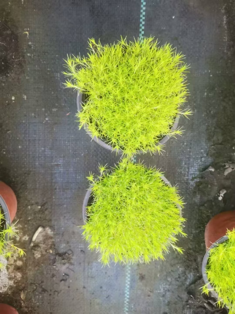 爱尔兰珍珠草方盘爱尔兰珍珠草双色杯