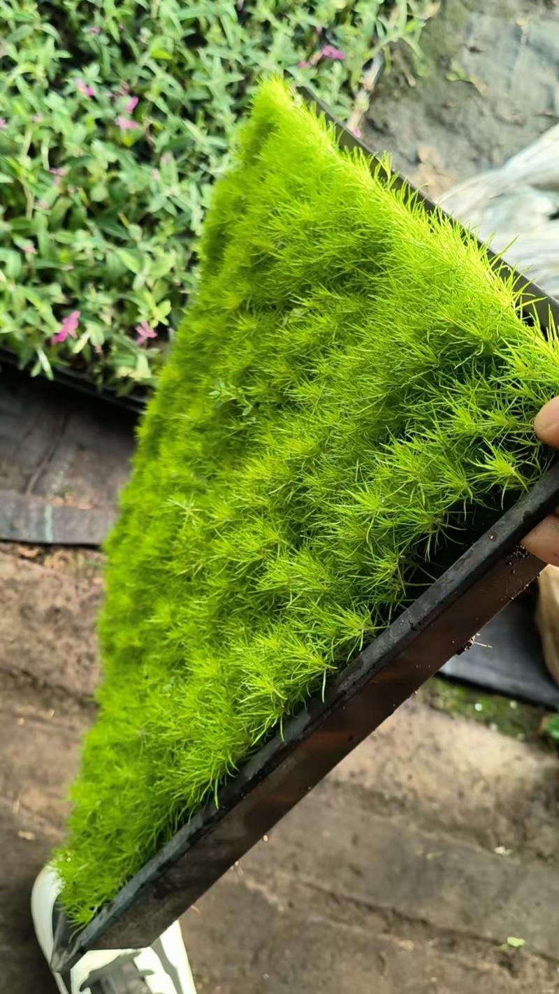 爱尔兰珍珠草方盘爱尔兰珍珠草双色杯