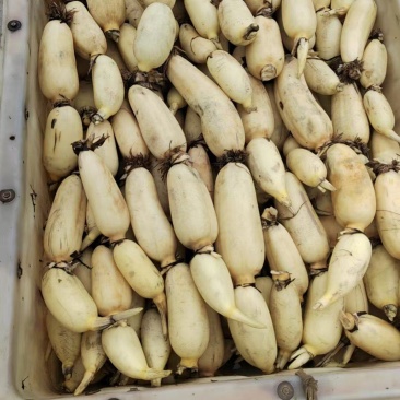 鱼台县精品白连藕，万亩基地直供，一手货源，量大优惠