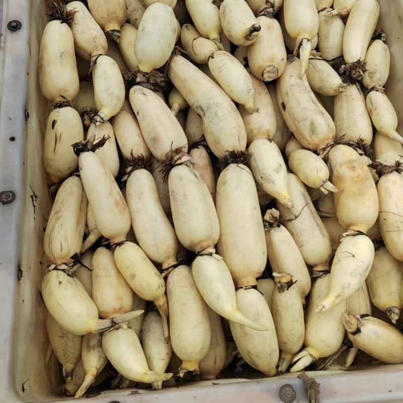 鱼台县精品白连藕，万亩基地直供，一手货源，量大优惠