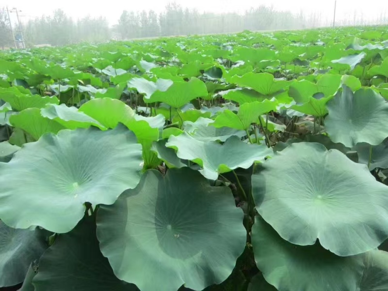 鱼台县精品白连藕，万亩基地直供，一手货源，量大优惠