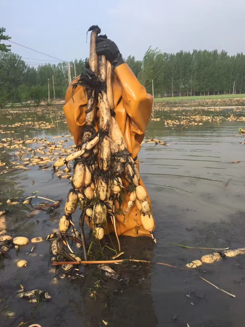 鱼台县精品白连藕，万亩基地直供，一手货源，量大优惠