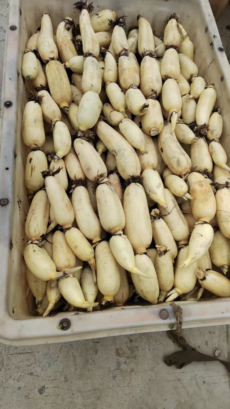 鱼台县精品白连藕，万亩基地直供，一手货源，量大优惠