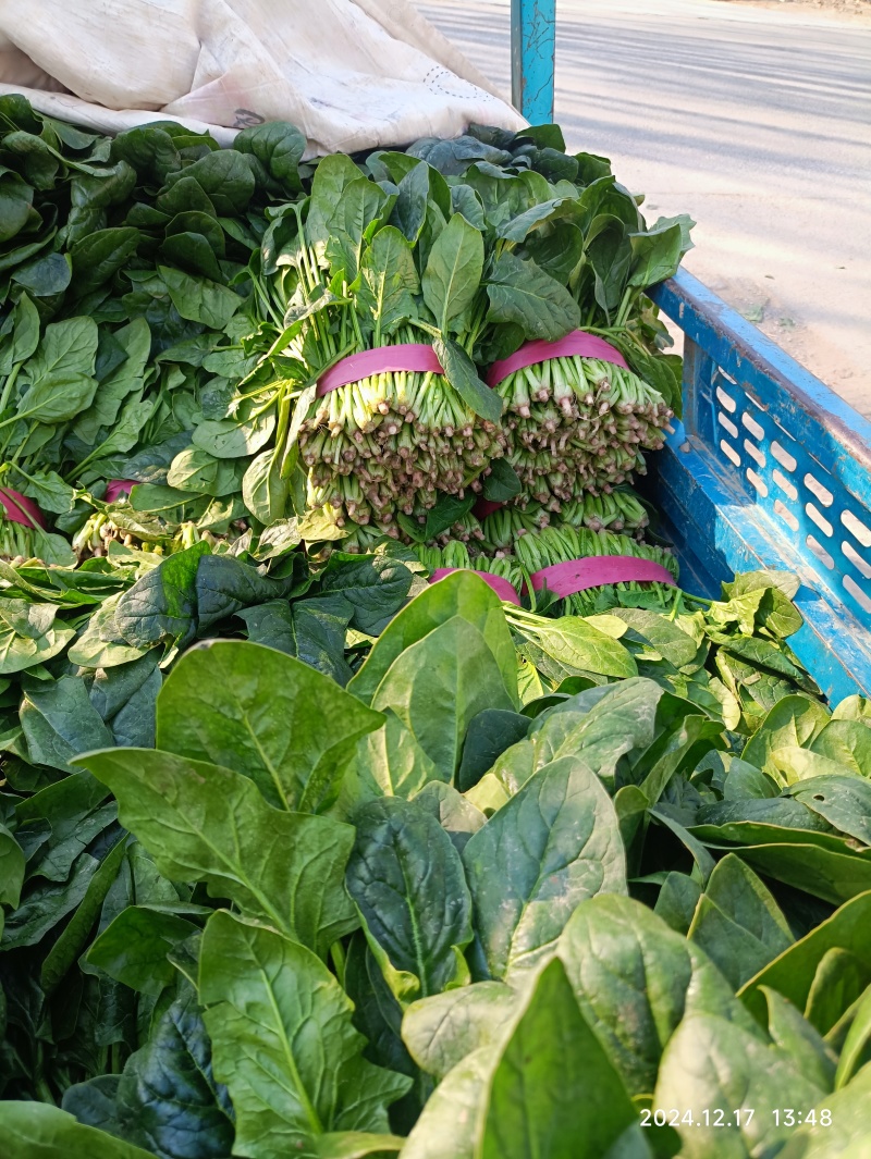 大叶菠菜
