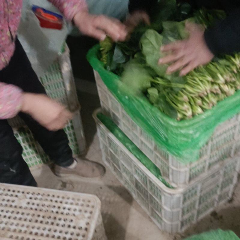 大叶菠菜