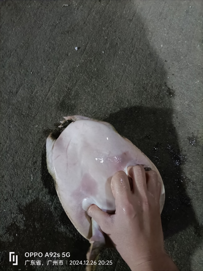 凶猛的甲鱼，餐桌上的美食，源头批发，货源充足，珍珠鳖大甲