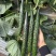 黄瓜种子津优191强雌油亮顺直绿肉脆甜高产抗病
