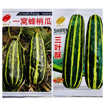 三叶酥酥瓜种子一窝蜂梢瓜种花皮酥瓜种子杂交菜瓜花酥瓜种子