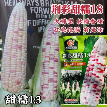 荆彩甜糯18玉米种子甜糯玉米大棒型彩玉米种子软糯香甜春秋