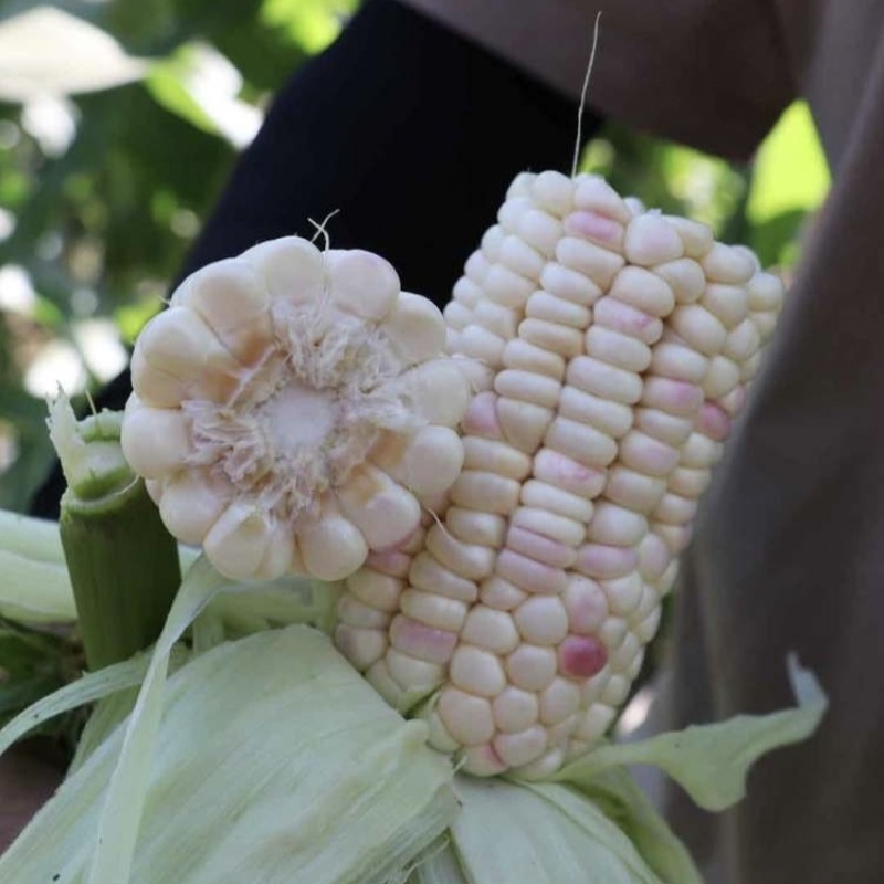 荆彩甜糯18玉米种子甜糯玉米大棒型彩玉米种子软糯香甜春秋