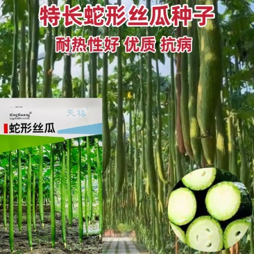 特长丝瓜种子高产中熟超长蛇形丝瓜种子大田可盆栽丝瓜籽耐热