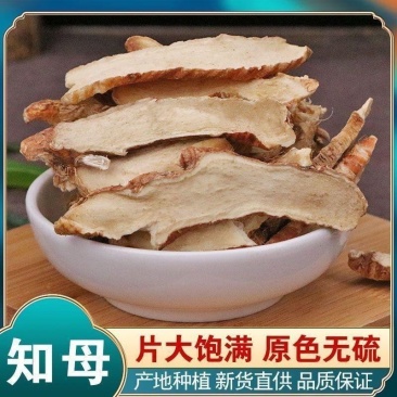 【知母长片】片大饱满产地种植原色无硫正品保障