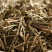 【香薷】香薷物美价廉新货量大从优