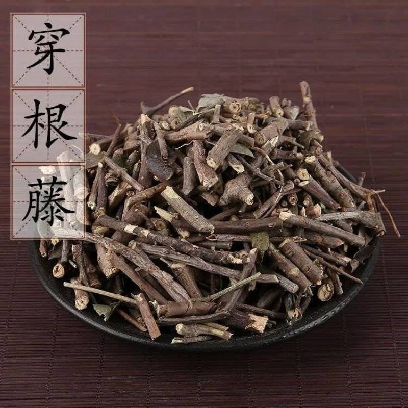 【穿根藤】穿根藤量大从优产地直供物美价廉