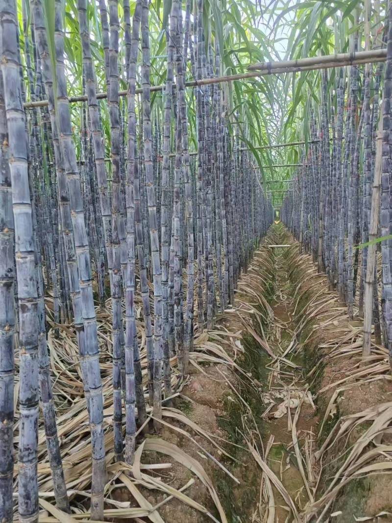 精品推荐云南黑皮甘蔗产地直发三包服务可视频看货