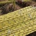 云南甘蔗黄皮甘蔗黄金甘蔗脆甜多汁大量有货保质量