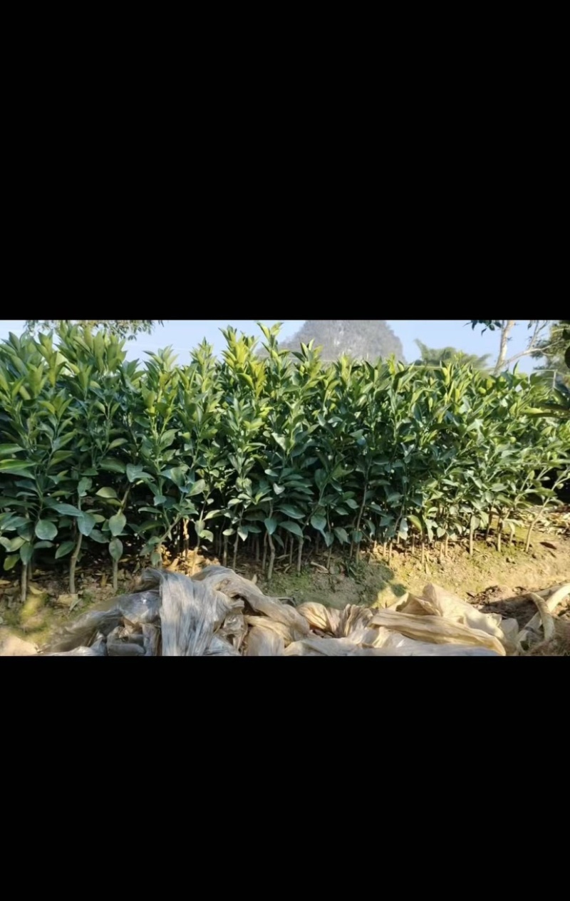纽荷尔脐橙苗桂林纽荷尔脐橙苗（质量保证正宗）