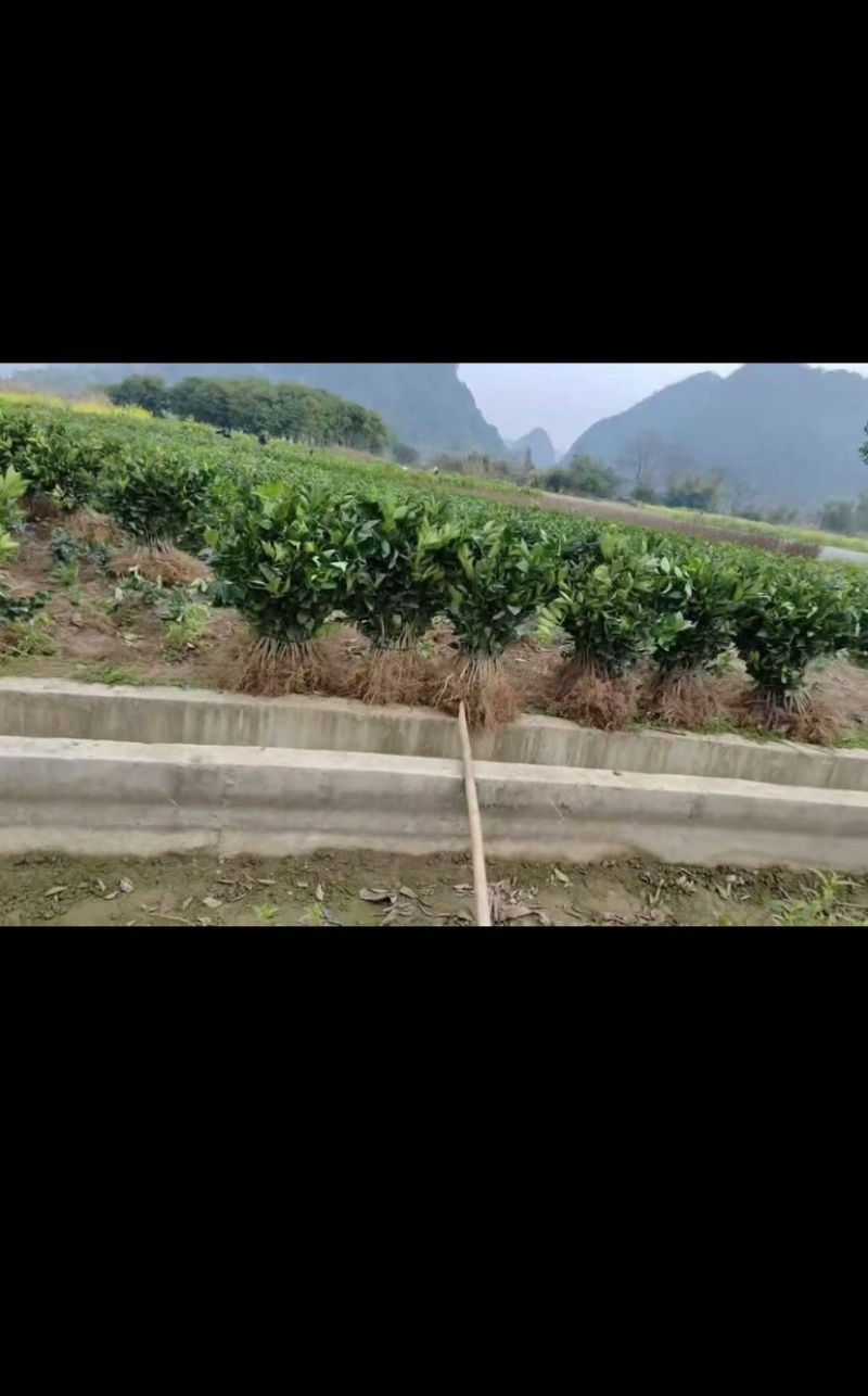 纽荷尔脐橙苗桂林纽荷尔脐橙苗（质量保证正宗）
