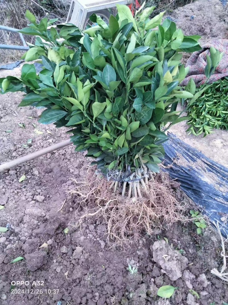 纽荷尔脐橙苗桂林纽荷尔脐橙苗（质量保证正宗）