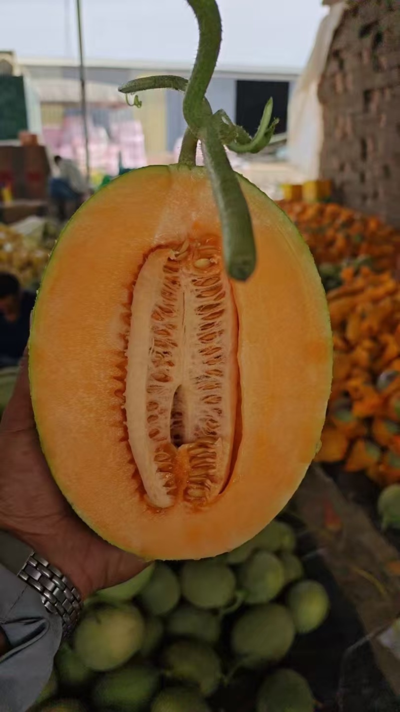 甘肃沙漠蜜瓜，晓蜜25哈密瓜产地直发量大从优