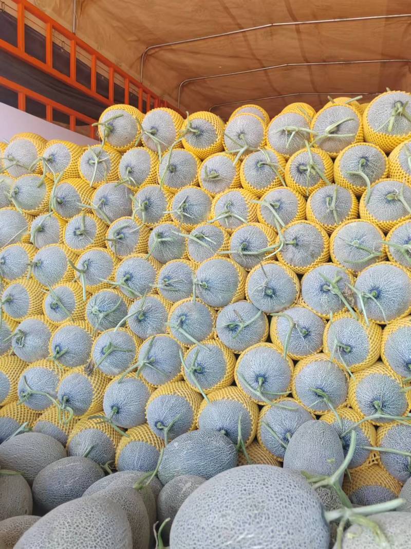 甘肃沙漠蜜瓜，晓蜜25哈密瓜产地直发量大从优