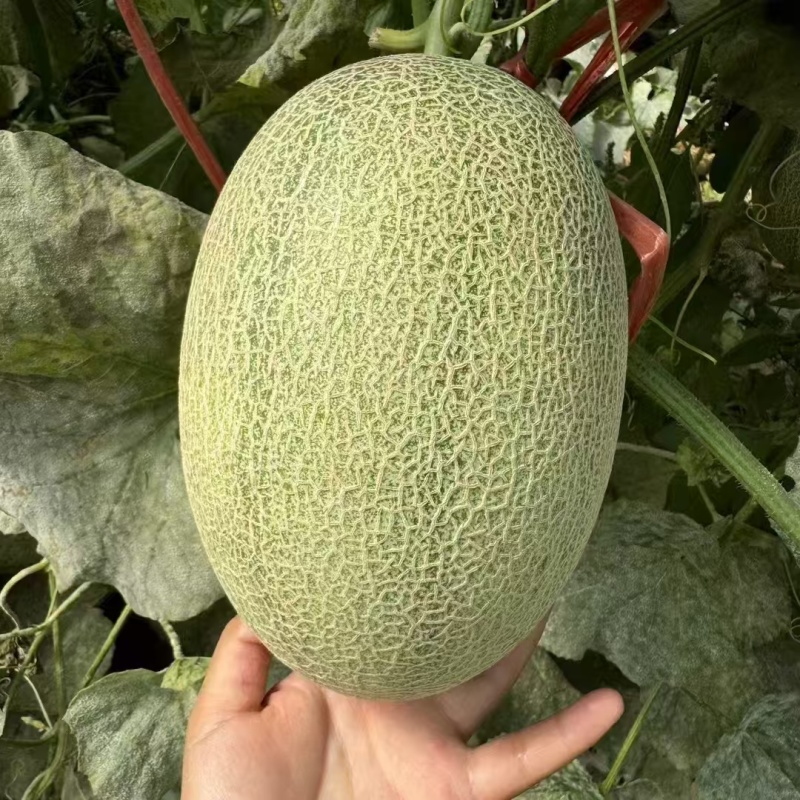 甘肃沙漠蜜瓜，晓蜜25哈密瓜产地直发量大从优