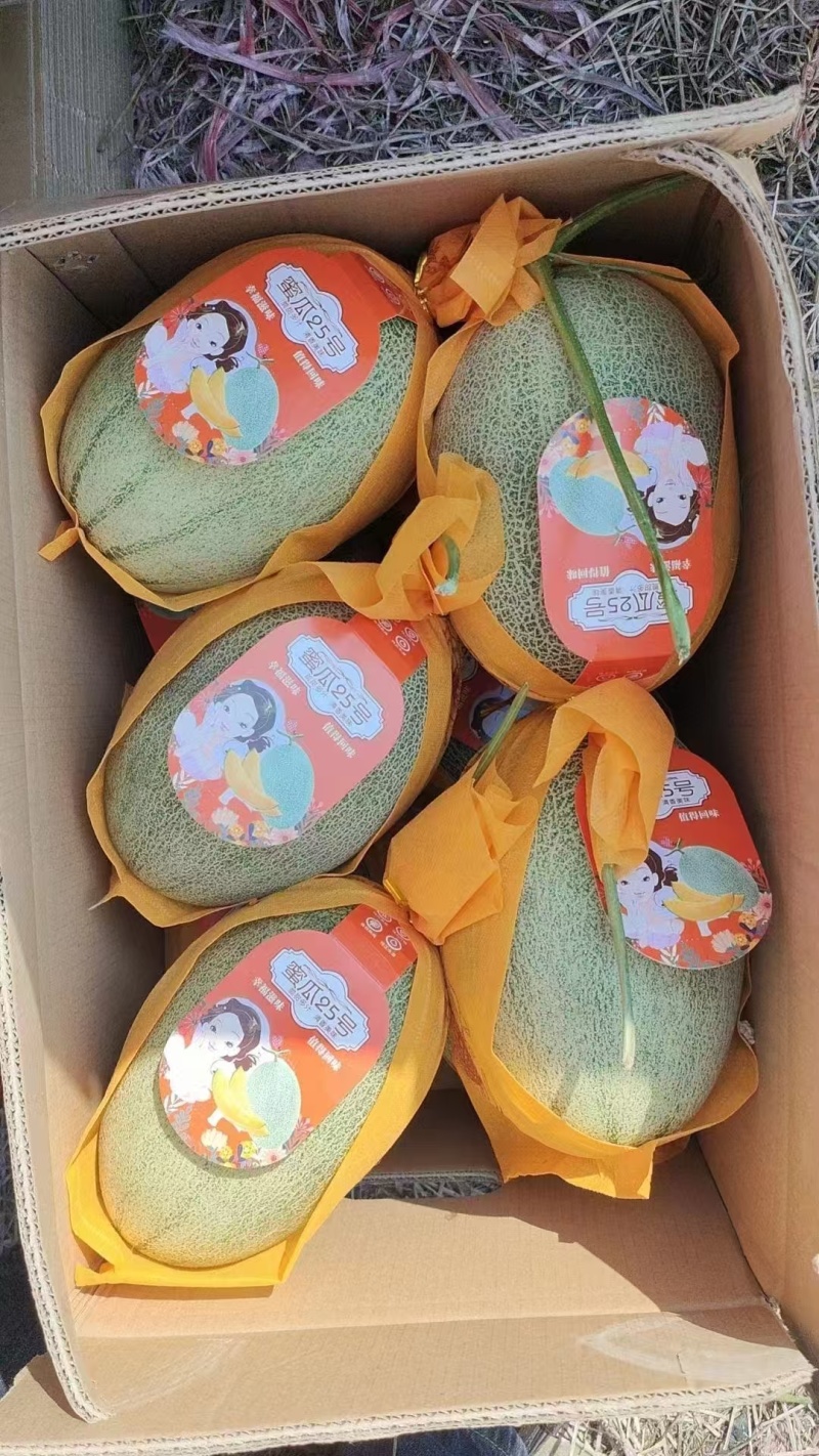 甘肃沙漠蜜瓜，晓蜜25哈密瓜产地直发量大从优