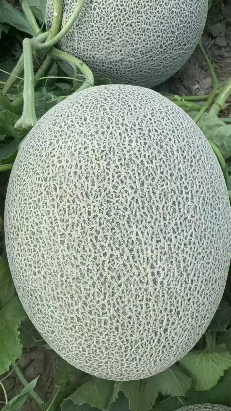 甘肃沙漠蜜瓜，晓蜜25哈密瓜产地直发量大从优
