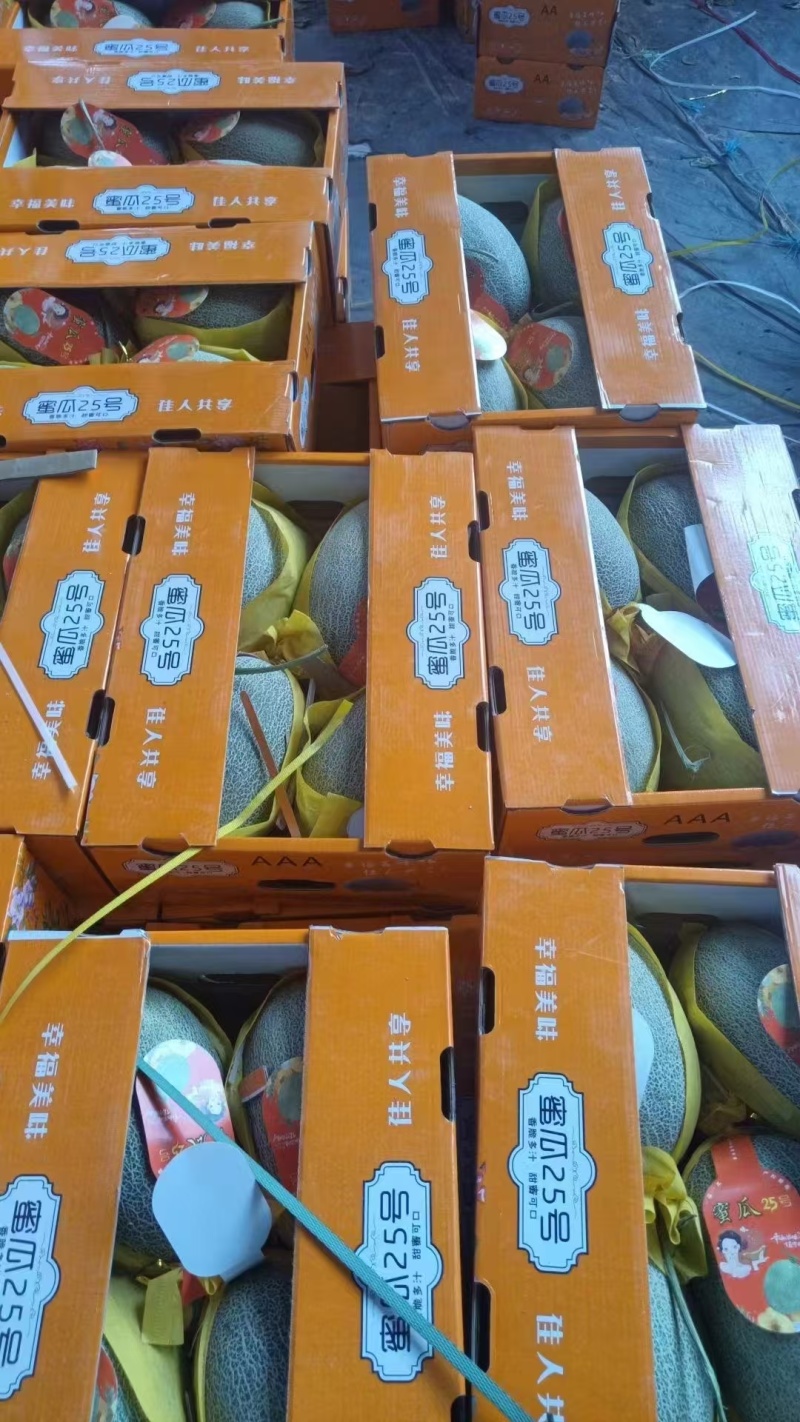 甘肃沙漠蜜瓜，晓蜜25哈密瓜产地直发量大从优