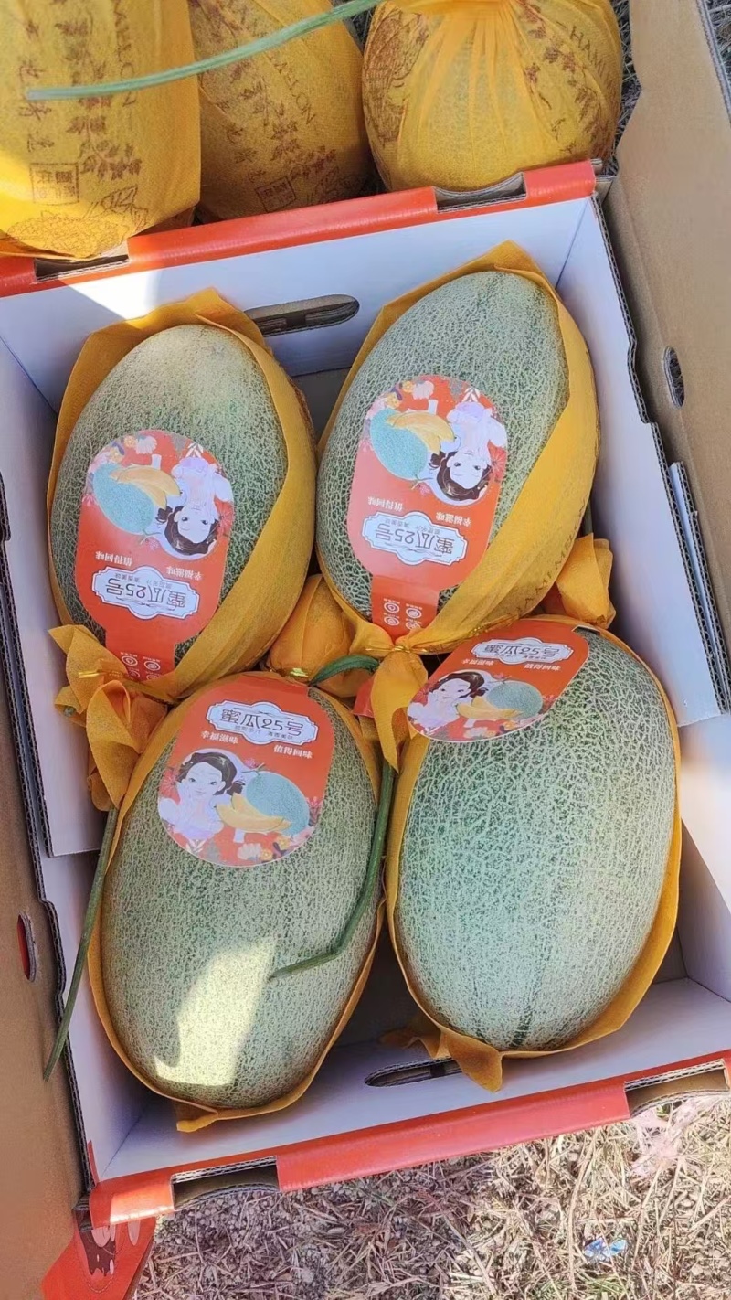 甘肃沙漠蜜瓜，晓蜜25哈密瓜产地直发量大从优