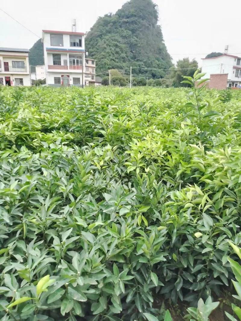 沃柑苗桂林沃柑苗广西沃柑苗（保证正品）