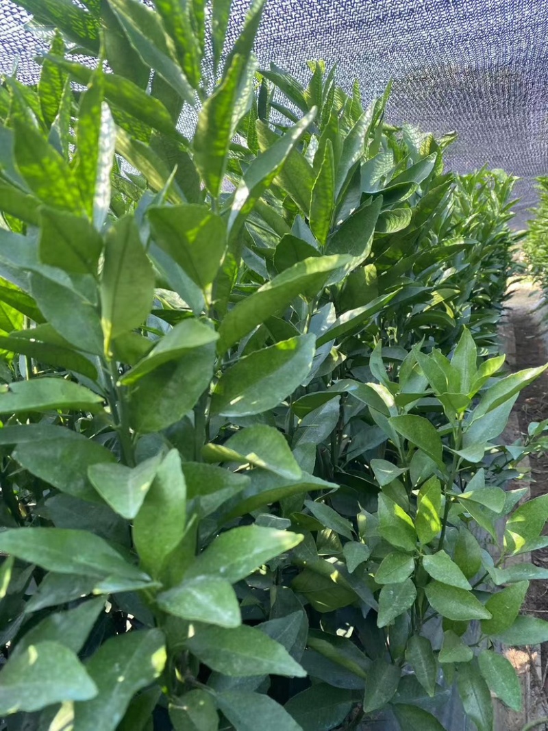沃柑苗桂林沃柑苗广西沃柑苗（保证正品）