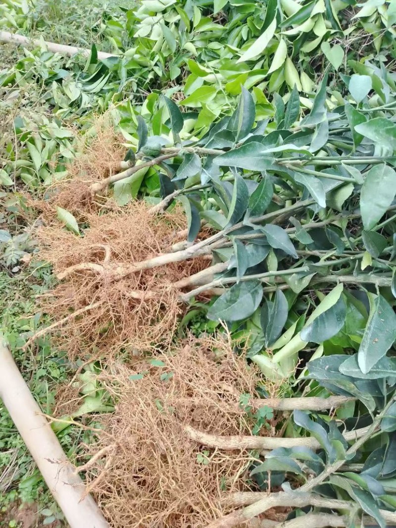沃柑苗桂林沃柑苗广西沃柑苗（保证正品）