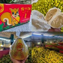 广东梅州梅县沙田柚产地整车直发供应一手货源