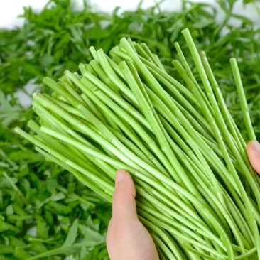 芜湖万亩基地精品芦蒿产地直发，品质保证……