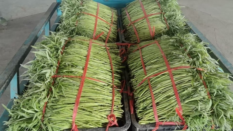 芜湖万亩基地精品芦蒿产地直发，品质保证……