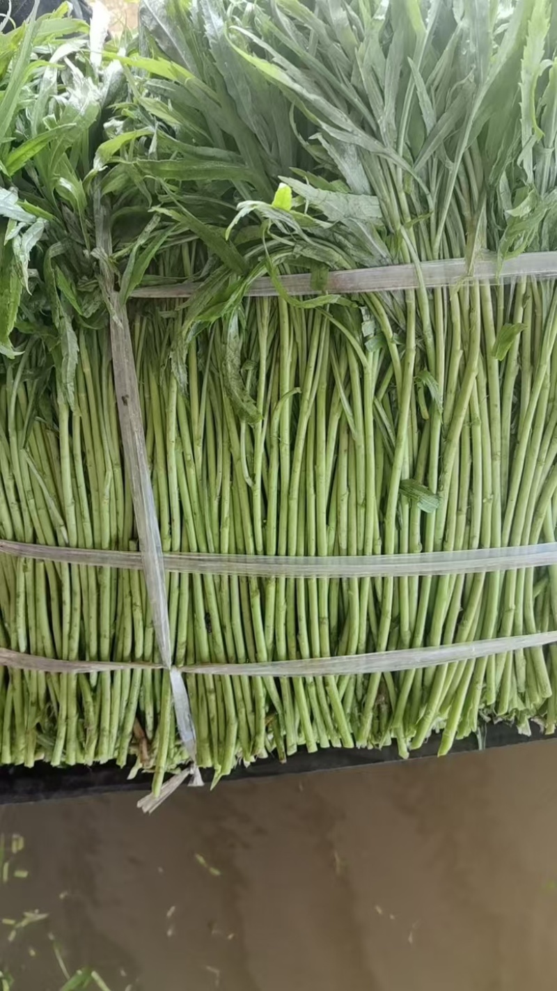 芜湖万亩基地精品芦蒿产地直发，品质保证……