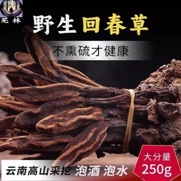 云南野生回春草干货孟连腊福大黑山采摘无硫无添加***