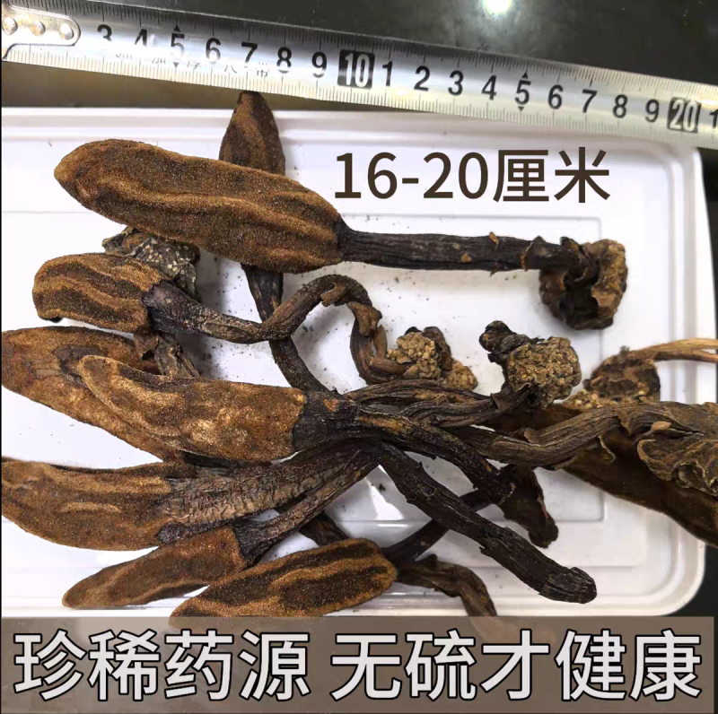 云南野生回春草干货孟连腊福大黑山采摘无硫无添加***