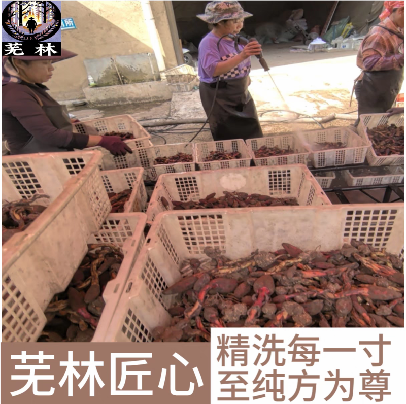 云南野生回春草干货孟连腊福大黑山采摘无硫无添加***