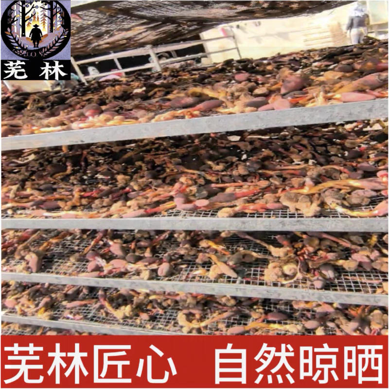 云南野生回春草干货孟连腊福大黑山采摘无硫无添加***
