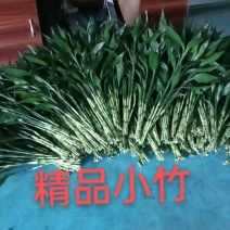 海南祥利花卉基地批发各类富贵竹！现采现发！价格优惠！