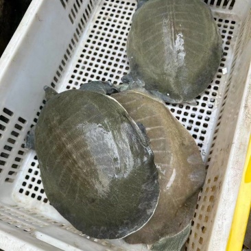 大量供应外塘养殖广西黄沙鳖