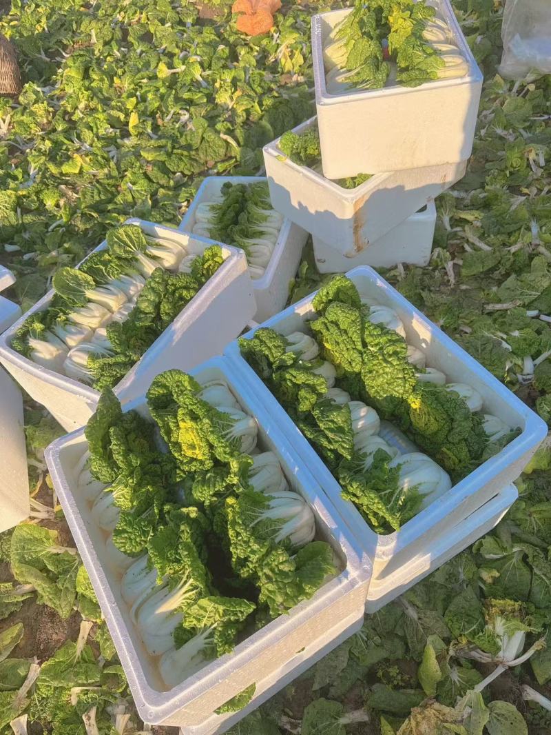 大棚黄心菜上市天然口感好黄心菜量大从优一手货源欢迎您来电