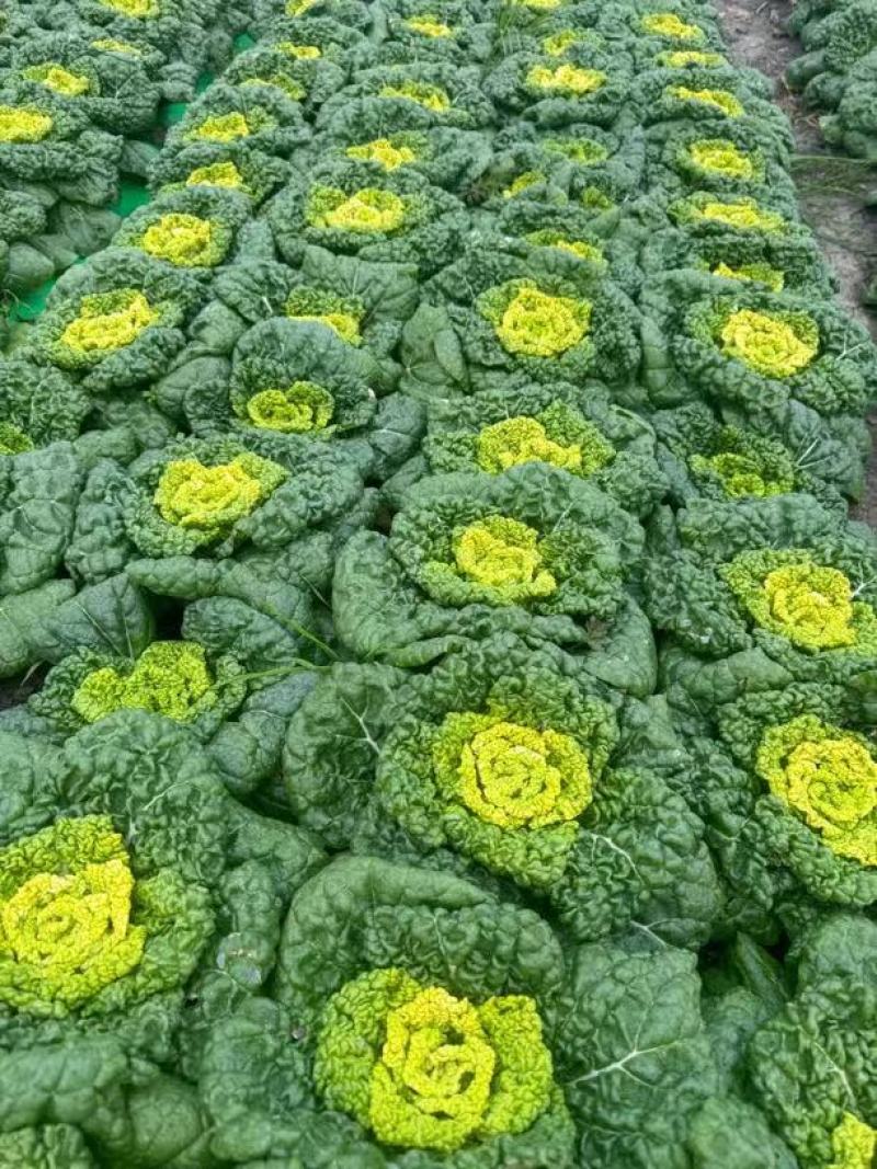 大棚黄心菜上市天然口感好黄心菜量大从优一手货源欢迎您来电