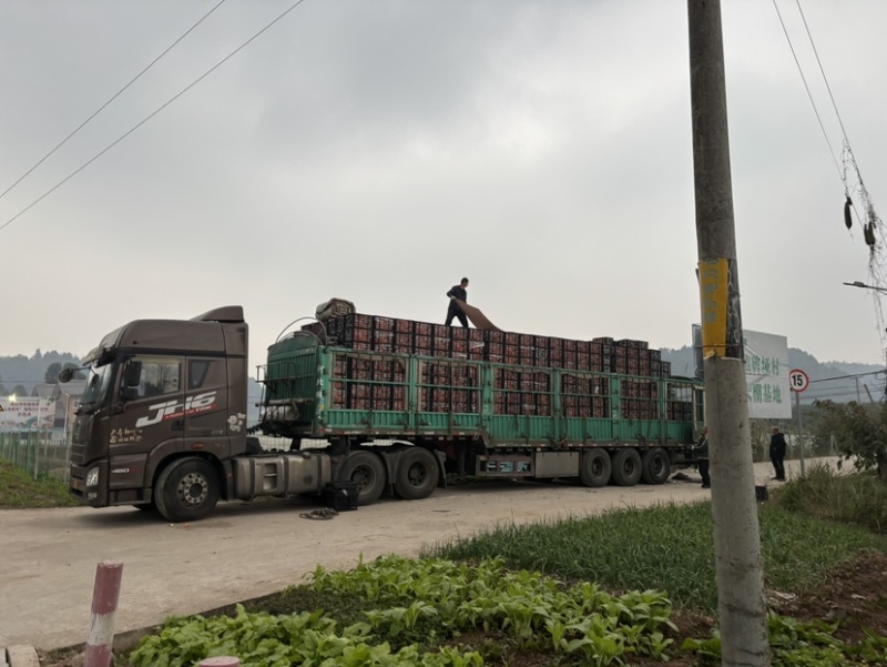 金堂脐橙皮薄口感好关键是味道巴适自产自销品质保证