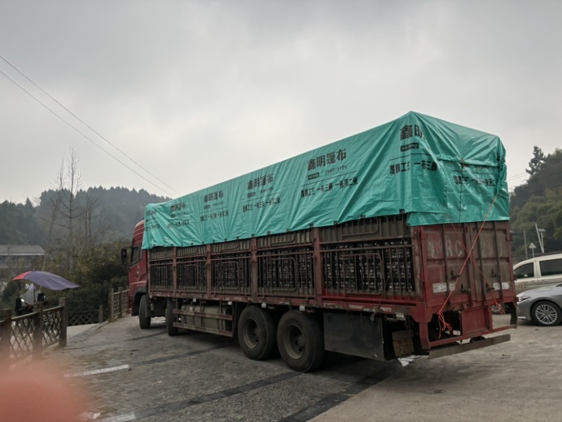 金堂脐橙皮薄口感好关键是味道巴适自产自销品质保证
